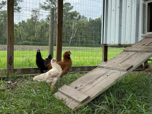 Chickens